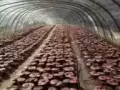 纯东北特产人参，西洋参，红参等假一赔十