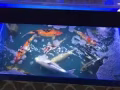賣魚缸和鯉魚