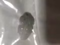 全新银饰项链 翡翠手镯到货