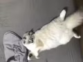 有偿领养猫咪