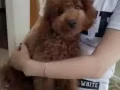 給貴賓犬寶寶找新家