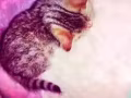 豹猫混血求领养 