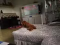 紅棕色泰迪