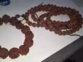 大小金刚菩提