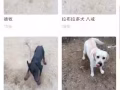 宠物训练，解决狗狗难题