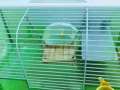 各種倉鼠用品，全部低價。微信 Ray104845733