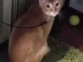 橘猫一只出售150新