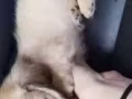 2個月迷你臘腸 