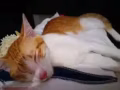 八月小猫