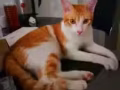 八月小貓