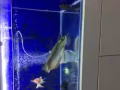 古典风格高背金龙鱼出让