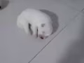刚出生的曰本银狐1200