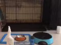 狗狗用品，自動喂食器，狗籠等