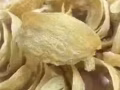 印度尼西亚各种燕窝，鱼胶，品质保证