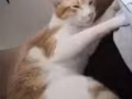 8月猫咪找新家
