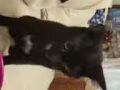 小猫咪免费送养