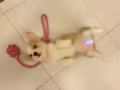 2个月大母柯基出售