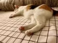 成年三色猫求收养