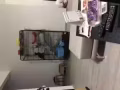 六個月貓咪尋找新家庭