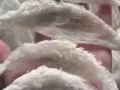 净燕，毛燕批发商