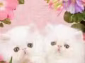 清洁打扫