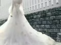 97%婚纱转让，非常漂亮