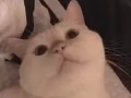 家有公猫找女友~