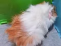 可愛荷蘭豬兩隻轉售