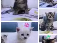 小奶猫