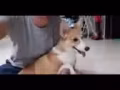 3.5個月柯基犬(棕白色) 出售