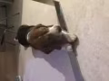 給帥狗狗找女朋友☺️