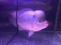 出售金龍魚 羅漢魚 金剛血鸚鵡