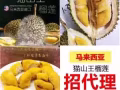 Amalee燕窩冰粽現在開始接單❗