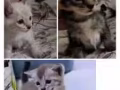 一月多的小奶猫等领养