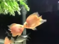 鹦鹉鱼