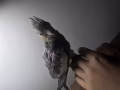 一個月大的玄鳳鸚鵡 出售