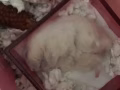 免費送倉鼠