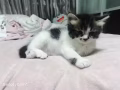 剛滿月小奶貓找鏟屎官
