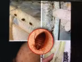 专业杀虫 本团队有着多年杀虫经验 臭虫 白蚂蚁 蟑螂 老鼠 药到虫死