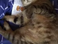 猫咪寻新家