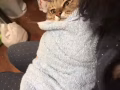 貓咪尋新家