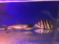 宠物鱼
