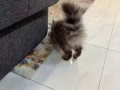帥氣的小煤球