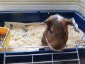 可爱荷兰猪找新主人