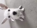非诚勿扰.有尝领养小狗.