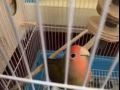 愛情鳥一對