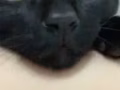 6个月纯黑色猫咪