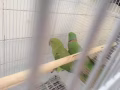 圓領鸚鵡