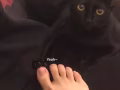 一歲黑貓找主人