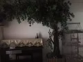 装饰树